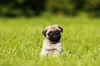 pug puppy