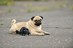 pug