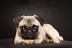 young pug