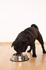 black pug