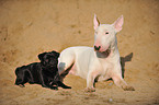 pug and bullterrier