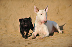 pug and bullterrier