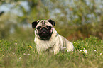 sitting pug