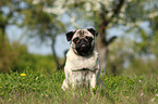 sitting pug