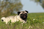 lying pug