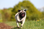 running pug