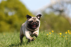 running pug