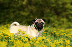 pug