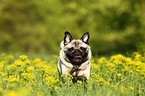 running pug