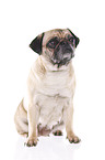 sitting pug