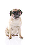 sitting pug