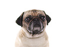 pug portrait