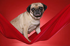 sitting pug