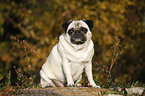 sitting pug