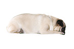 lying pug