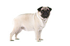 standing pug