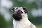 pug portrait