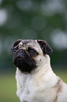 pug portrait