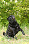 pug shows trick