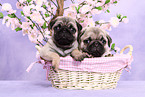 pug puppies