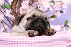 pug puppy