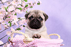 pug puppy