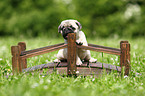 pug puppy