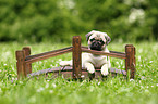 pug puppy