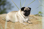 lying pug