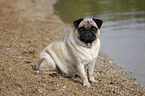 sitting pug