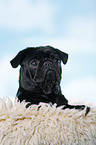 black pug