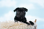 black pug