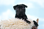 black pug