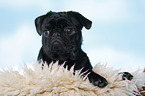 black pug