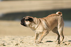 barking Pug