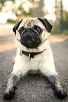 dirty pug