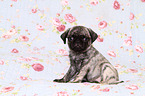 pug puppy