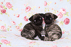 2 pug puppies