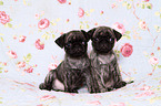 2 pug puppies