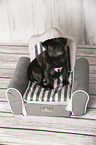 sitting Pug