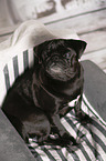 sitting Pug