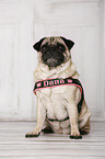 sitting Pug