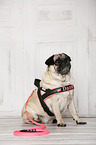 sitting Pug