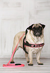 standing pug