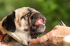 eating pug