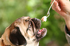 eating pug