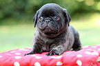 Pug Puppy