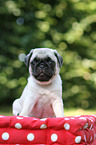 Pug Puppy