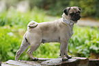 young pug