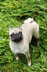 young pug